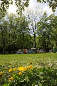 Campingplatz Impressionen - Große Wiese mit Löwenzahn im Vordergrund. im Hintergrund sind Zelte und hohe Bäume zu sehen.