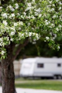 Campingplatz Impressionen - Baum mit vielen weißen Blüten