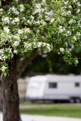 Campsite Nord-West Impressions - flowering tree